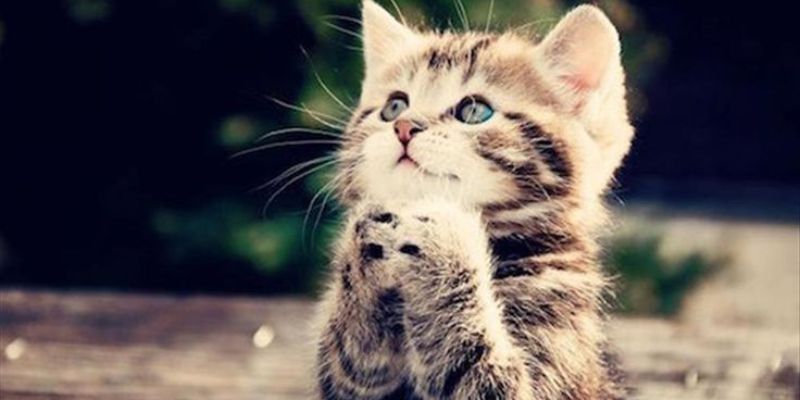 Nên đánh số gì khi mộng thấy con mèo?